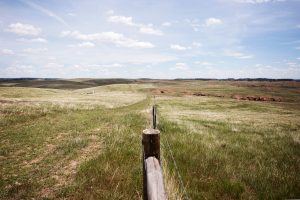A view of reclaimed land that is being utilized for cattle grazing is seen in the left of the frame, and a view of untouched land is seen in the right of the frame during a tour of Peabody Energy's North Antelope Rochelle coal mine near Gillette, Wyoming, U.S. June 1, 2016. Reclaimed land is land that is brought back to it's pre-mining use. REUTERS/Kristina Barker