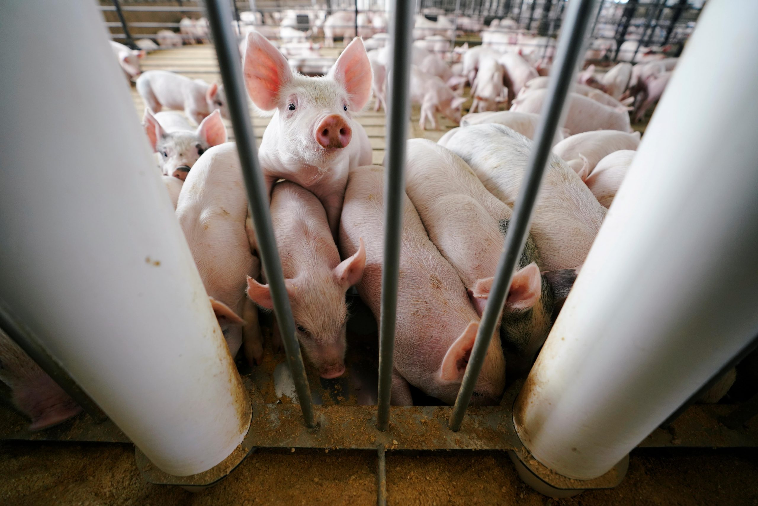 Farm Pigs Iowa
