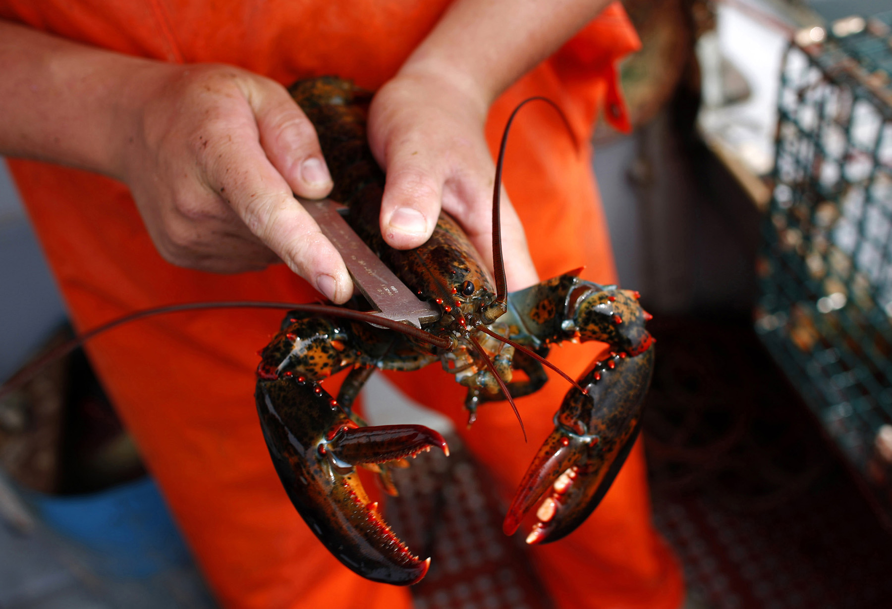 Commercial fisherman Chris Welch measures a lobster to ensure it meets size requirements in Kennebunkport, Maine